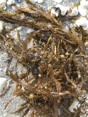 Sargassum filipendula