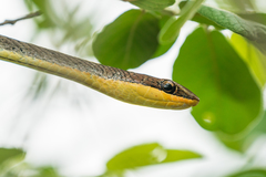 Psammophis orientalis
