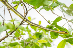 Psammophis orientalis