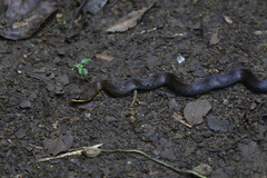 Erythrolamprus epinephalus
