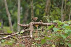 Troglodytes aedon brunneicollis