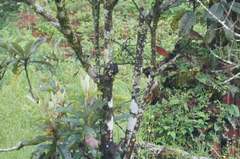 Lepidocolaptes leucogaster