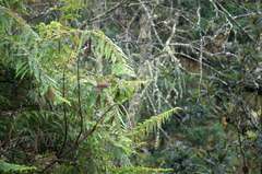 Turdus assimilis