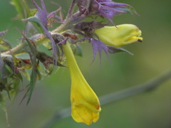 Melampyrum italicum