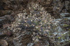 Brickellia atractyloides