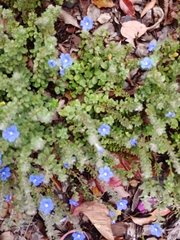 Evolvulus glomeratus