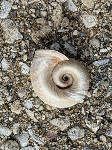 File Ramshorn
