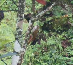 Lepidocolaptes leucogaster