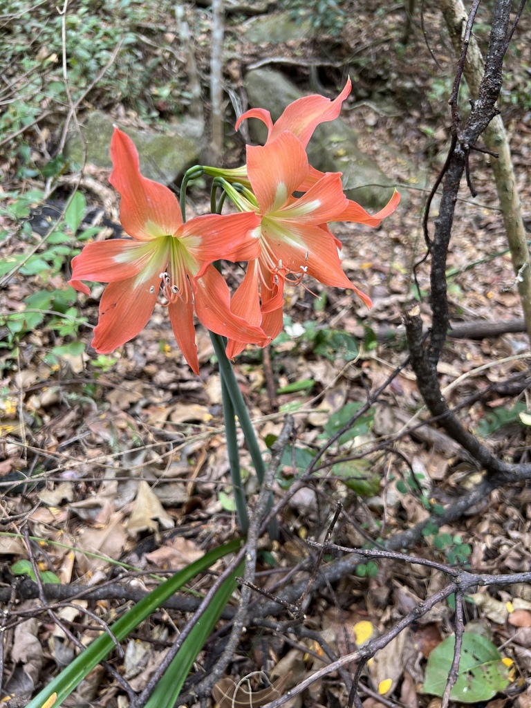 Striped Barbados Lily