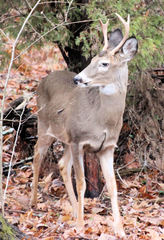 Odocoileus virginianus