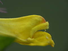 Melampyrum italicum