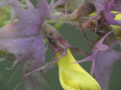 Melampyrum italicum