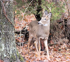 Odocoileus virginianus