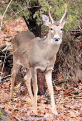Odocoileus virginianus