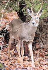 Odocoileus virginianus