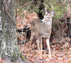 Odocoileus virginianus