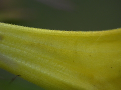 Melampyrum italicum