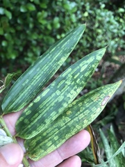 Stigmaeopsis celarius