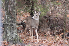 Odocoileus virginianus