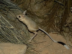 Greater Egyptian Jerboa photo 1