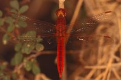 Crocothemis