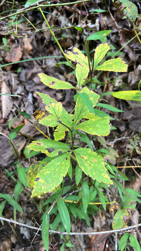 Bowman's root (Gillenia trifoliata)
