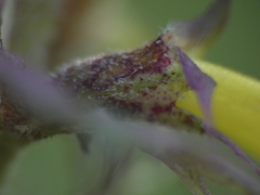 Melampyrum italicum