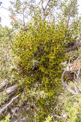 Phoradendron bolleanum
