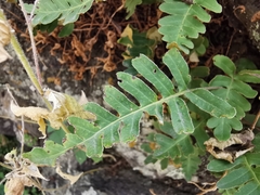 Pleopeltis thyssanolepis