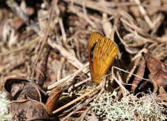 Lymanopoda caeruleata