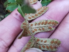 Pleopeltis thyssanolepis