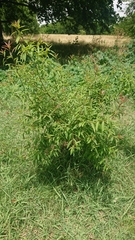 Terminalia australis