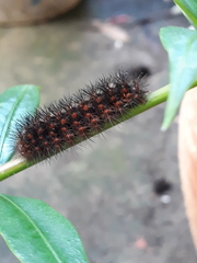 Hypercompe trinitatis