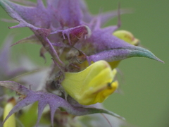Melampyrum italicum