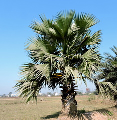 Borassus flabellifer
