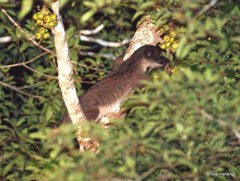 Arctogalidia trivirgata