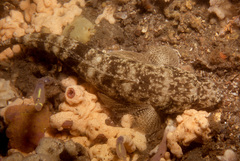 Platycephalus fuscus