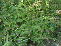 Melampyrum italicum