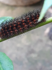 Hypercompe trinitatis