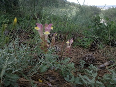 Scutellaria orientalis orientalis