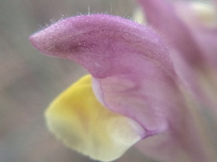 Scutellaria orientalis orientalis