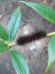 Hypercompe trinitatis