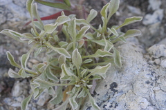 Hesperevax sparsiflora