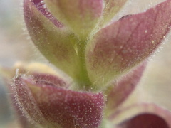 Scutellaria orientalis orientalis