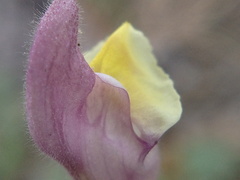 Scutellaria orientalis orientalis