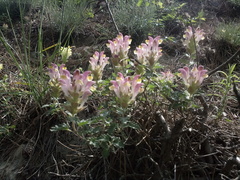Scutellaria orientalis orientalis