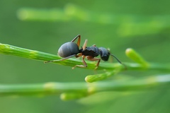 Polyrhachis exercita