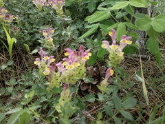 Scutellaria orientalis orientalis