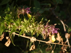 Melampyrum italicum