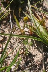 Cicendia quadrangularis